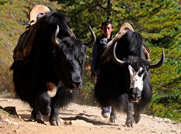 NEPL エベレスト街道 2