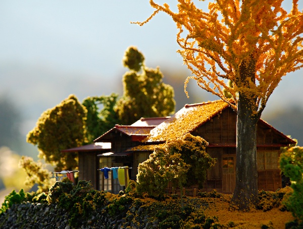 イチョウの木がある家