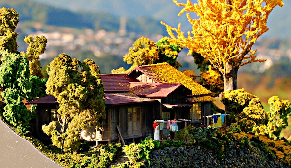 イチョウの木がある家