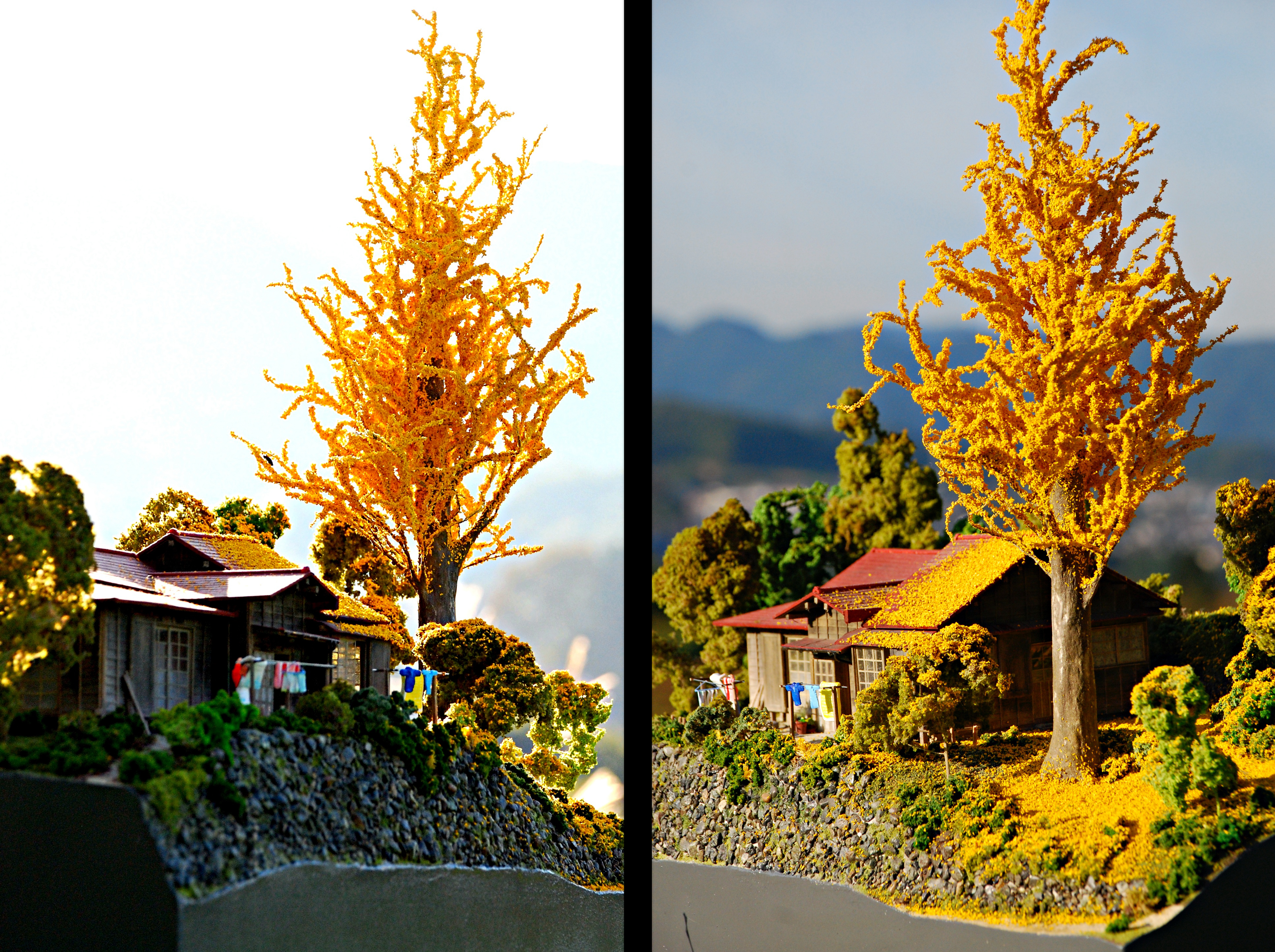 イチョウの木がある家