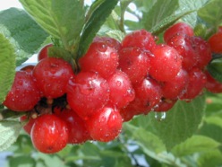 最盛期のユスラウメ